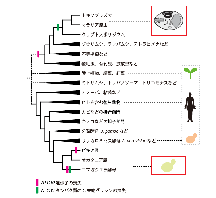 図４　主要な真核生物におけるＡＴＧ１２結合システムの進化の概略
