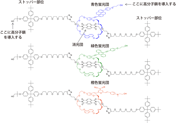 図３　３種類のロタキサン型超分子メカノフォアの分子骨格