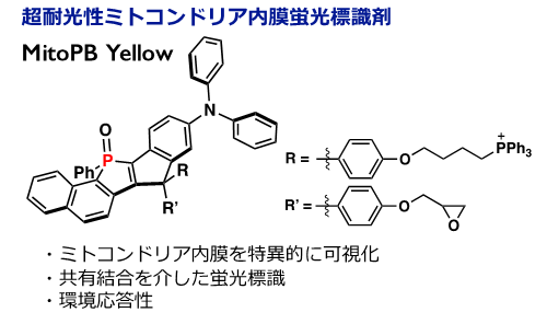 図２　超耐光性ミトコンドリア内膜蛍光標識剤の化学構造