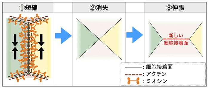 図２　細胞接着面のつなぎ替え（模式図）