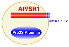 AtVSR1