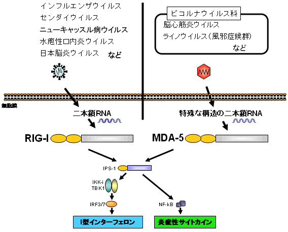 RIG-I、MDA5のRNAウイルス認識における役割の違い