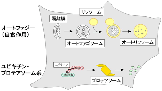 図１．オートファジーとユビキチン・プロテアソーム系の模式図