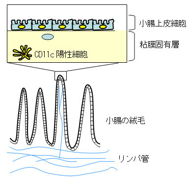 （図１）粘膜固有層