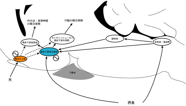 図２　視床下部背内側核の食餌同期性クロックとしての統合メカニズム