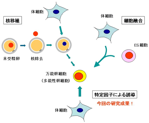 図１　体細胞から万能幹細胞（多能性幹細胞）を誘導する方法