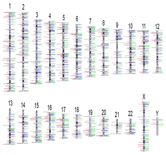 図２　ヒトゲノムのコピー数多型地図