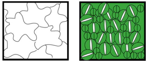 図３．気孔の細胞分化を司る一連のマスター遺伝子による植物表皮の制御