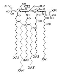 図2. リピドIVaとリピドAの化学構造