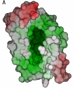 図5. ヒトMD-2の分子表面A