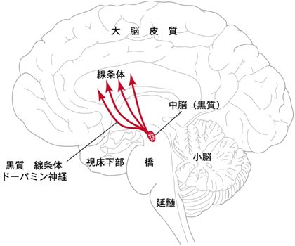 図２：黒質―線条体ドーパミン神経系の脳内分布