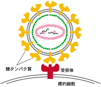 図３：ウイルスベクターと標的細胞との相互作用を示す模式図