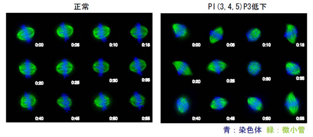 図2　正常状態とPI(3,4,5)P3が低下した状態における紡錘体の動きの画像