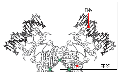 図１：”饗宴モード”にあるパイロコッカス菌のFFRP８量体の立体構造