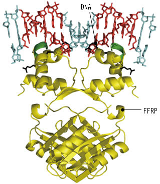 図２：”飢餓モード”にあるパイロコッカス菌のFFRP２量体の立体構造