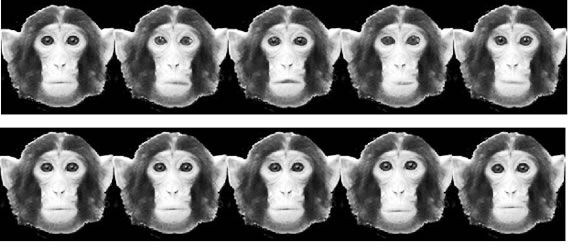 図５　「顔」を形成する要素のわずかな相違を識別する実験