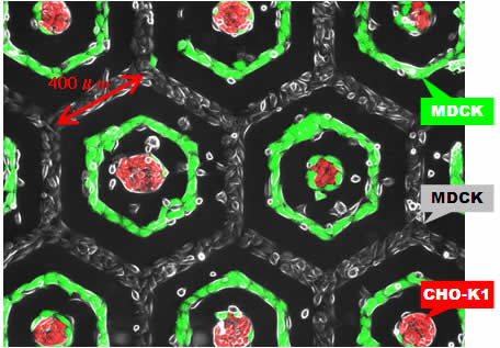 （図３）光追記型細胞培養基板を用いた精密パターン共培養の一例