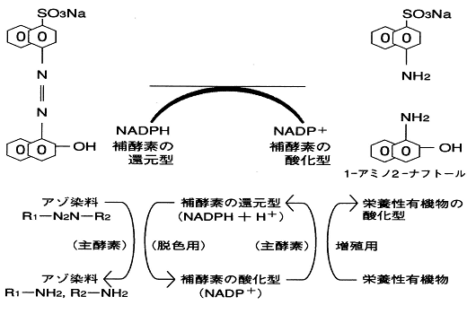 図２　アゾ系染料の分解反応式