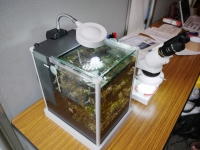 有孔虫の水槽と顕微鏡による観察コーナー