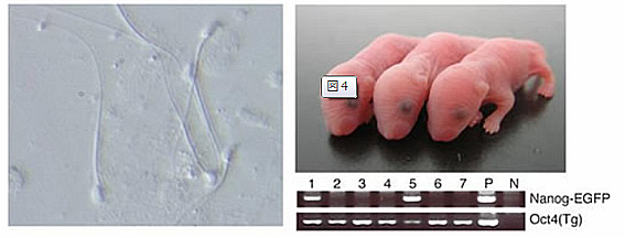 iPS細胞から作製された精子と、その精子から産まれたマウス