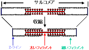 図１