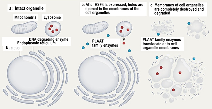 Fig. 4