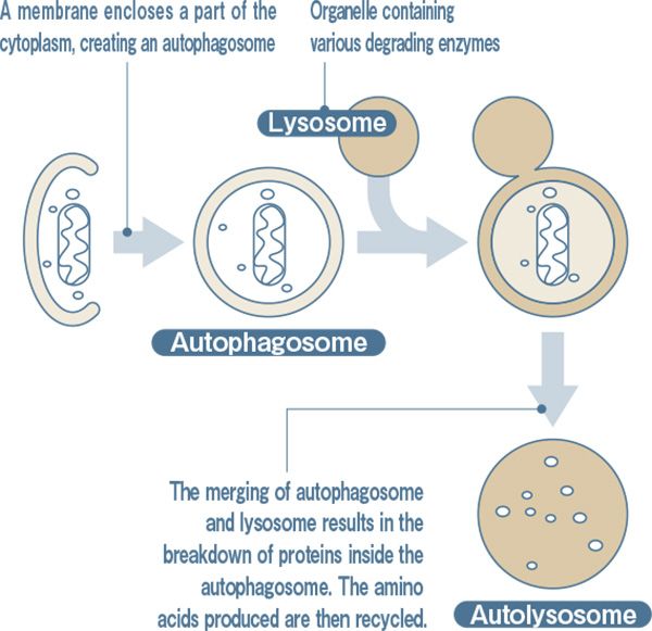 image:Autophagy