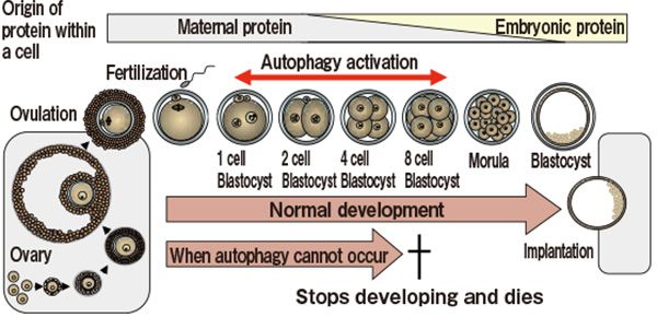 image：In the fertilized egg of a mouse in which autophagy does not occur, the development terminates before implantation and results in death