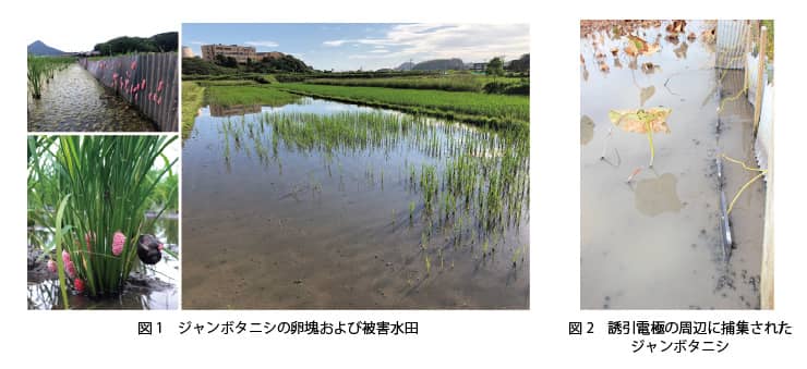 成果説明画像
