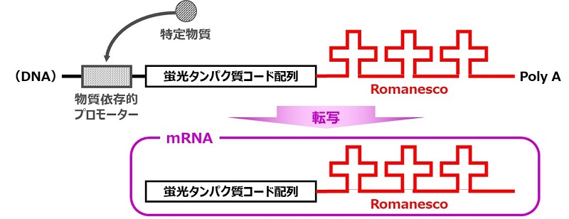 転写の模式図