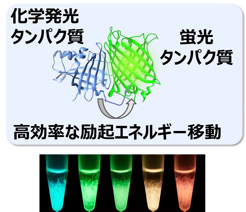 化学発光タンパク質－蛍光タンパク質－高効率な励起エネルギー移動