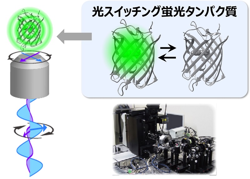 スイッチング蛍光タンパク質