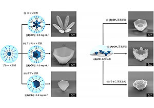 おわん型多面体マイクロ単結晶の均一かつ精密な成長制御に成功