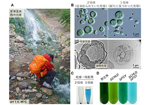 植物進化の解明と微細藻類の高度な産業利用の促進～温泉微細藻類ガルデリアの性の発見と高度な遺伝的改変技術～