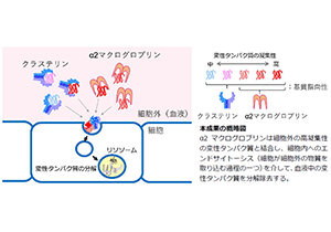 α2マクログロブリンが変性たんぱく質を分解する役割を発見～アルツハイマー病などの新しい治療法確立に前進～