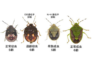 昆虫は「変態」で腸内共生細菌とそのすみかのかたち・はたらきを切り替える～幼虫は菌の保持と自身の成長のために、成虫では食物消化吸収と繁殖のために～