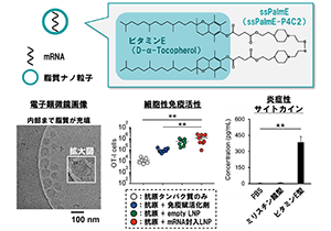 キラーＴ細胞を活性化するＲＮＡワクチンを創出～創薬実現に向けた技術開発、安全性向上に期待～