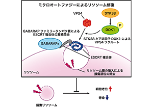 ミクロオートファジーによる新たなリソソーム修復機構を発見～リソソームの恒常性を維持し、老化を防ぐ可能性を示唆～