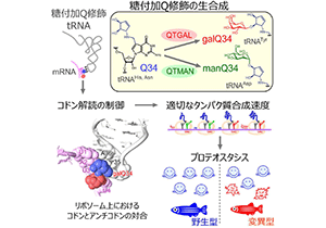ｔＲＮＡの糖修飾がたんぱく質合成速度を調節する