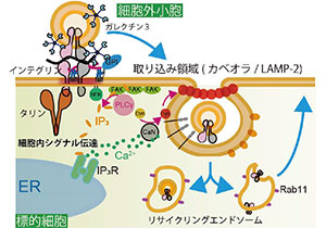 細胞外小胞の標的細胞への取り込み機構を解明～細胞外小胞動態メカニズムに基づく新たな治療戦略への貢献に期待～