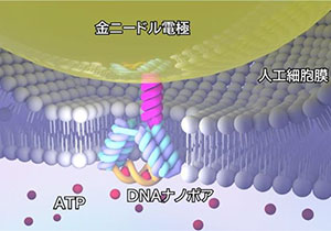 DNAナノポアセンサーでオーダーメイドに分子を検出～創薬や診断に役立つバイオセンサーの創出に向けて～
