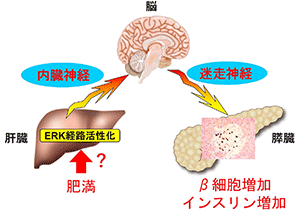 大腸炎症がインスリン産生を促す仕組みを解明～糖尿病の新たな予防法・治療法の開発に期待～