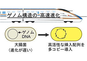 細菌のゲノム構造進化を実験室で観測～トランスポゾンに駆動された進化を加速する新手法を開発～