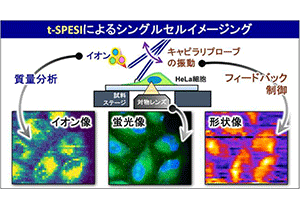 シングルセル質量分析イメージングでがん細胞中の脂質の分布を可視化することに成功