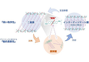 柔軟性と秩序性を両立した新有機常磁性体を開発～フレキシブルデバイスへの応用に期待～
