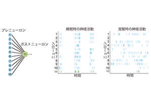 「睡眠学習」が生じる条件を理論的に予測～特定の神経活動量と学習則がシナプス結合を強化～