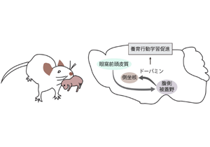 マウスの母性養育行動を促進する神経機構～眼窩前頭皮質による報酬系制御メカニズムの発見～