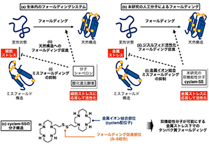 金属ストレス下で活性化されるたんぱく質フォールディング促進剤の開発に成功～金属イオン捕捉とフォールディング促進の二刀流による変性疾患治療への展開へ期待～