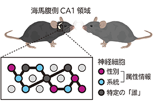 脳は友達の性別をどう記憶する？～社会性記憶における他者情報の符号化様式～