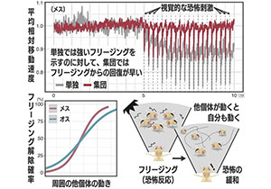 「多様性と同調」が集団をより強くする～ハエの行動から探る「群れの力」の遺伝基盤～
